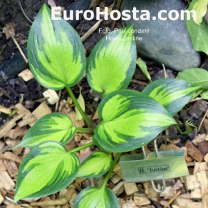 Hosta Justine - Eurohosta