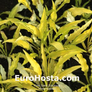 Hosta Kabitan - Eurohosta