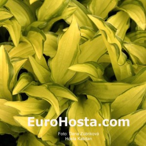 Hosta Kabitan - Eurohosta