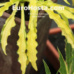 Hosta Kabitan - Eurohosta