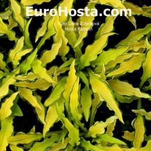 Hosta Kabitan - Eurohosta