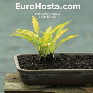 Hosta Kabitan - Eurohosta