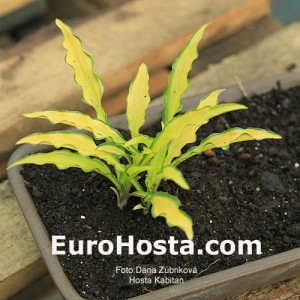 Hosta Kabitan - Eurohosta