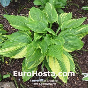 Hosta Kaleidochrome - Eurohosta