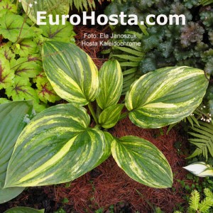 Hosta Kaleidochrome - Eurohosta