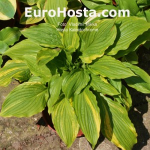 Hosta Kaleidochrome - Eurohosta