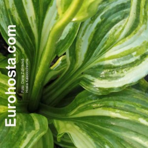 Hosta Kaleidochrome - Eurohosta