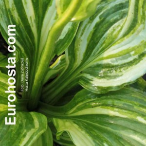 Hosta Kaleidochrome - Eurohosta