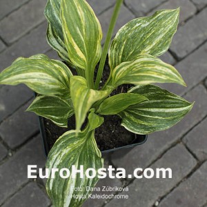 Hosta Kaleidochrome - Eurohosta