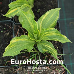 Hosta Kaleidochrome - Eurohosta