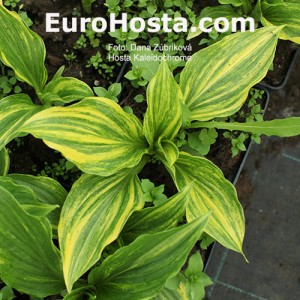 Hosta Kaleidochrome