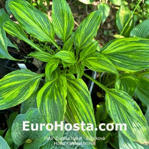 Hosta Kaleidochrome