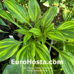 Hosta Kaleidochrome