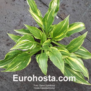 Hosta Kaleidochrome