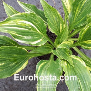 Hosta Kaleidochrome