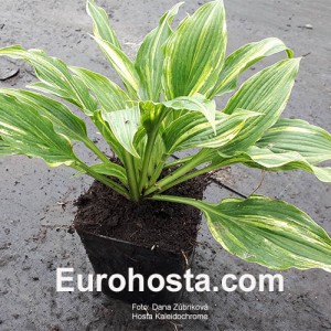 Hosta Kaleidochrome