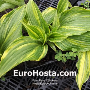 Hosta Kaleidochrome