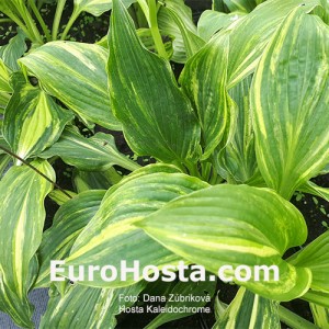 Hosta Kaleidochrome