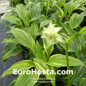 Hosta Kaleidochrome