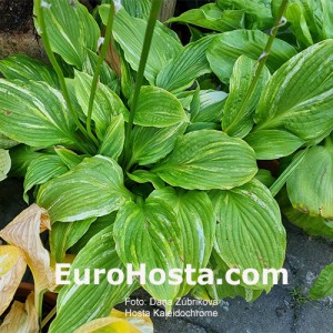 Hosta Kaleidochrome