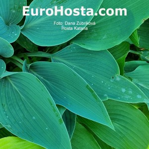 Hosta Katana