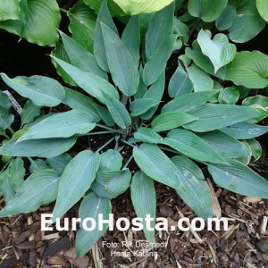 Hosta Katana