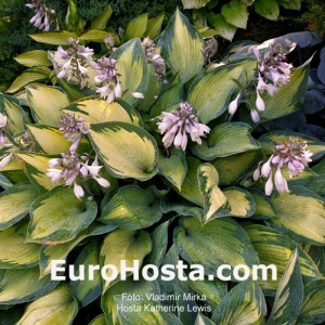 Hosta Katherine Lewis - Eurohosta