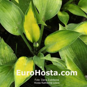 Hosta Katherine Lewis - Eurohosta