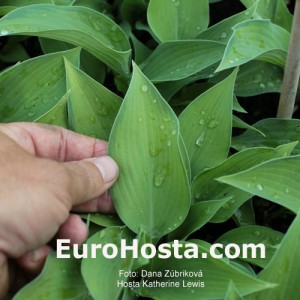 Hosta Katherine Lewis - Eurohosta