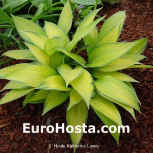 Hosta Katherine Lewis - Eurohosta