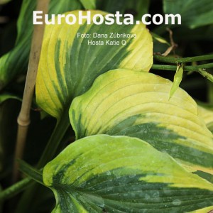 Hosta Katie Q - Eurohosta 