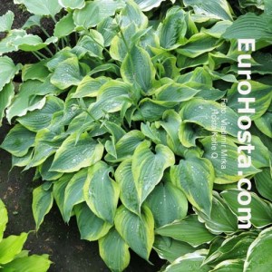 Hosta Katie Q - Eurohosta 