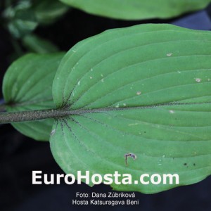 Hosta Katsuragawa Beni