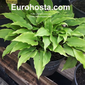 Hosta Katsuragawa Beni