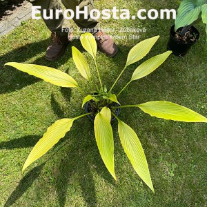 Hosta Kempen Cream Star