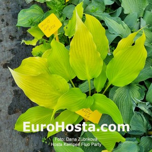 hosta Kempen Fluo Party