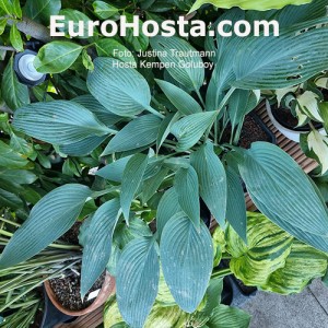 Hosta Kempen Goluboy