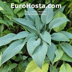 Hosta Kempen Goluboy