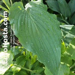 hosta Kempen Grey Master