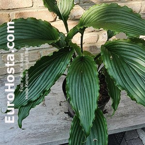 Hosta Kempen Jungle Effect