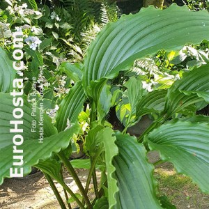 Hosta Kempen Jungle Effect