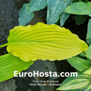 Hosta Kempen Lightkeeper