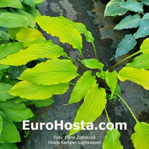 Hosta Kempen Lightkeeper