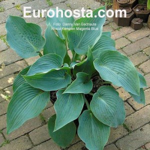 Hosta Kempen Magenta Blue