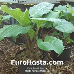 Hosta Kempen Metallica