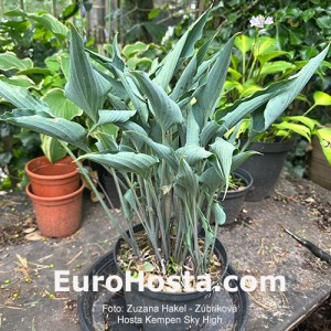 Hosta Kempen Sky High