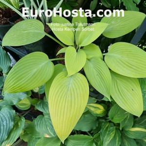 hosta Kempen Sorbet 