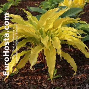 Hosta Kempen Waving Shadow