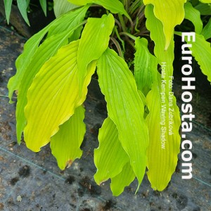 Hosta Kempen Waving Shadow