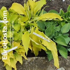 Hosta Kempen Waving Shadow